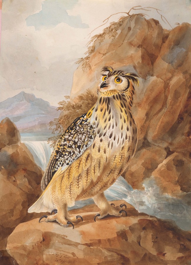 Elizabeth D’Oyly Great Rock Eagle Owl 1827. Watercolour on paper. Private collection
