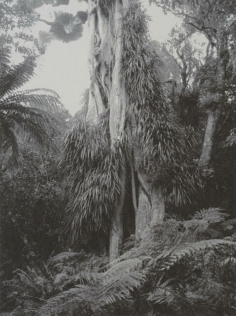 Pukeiti