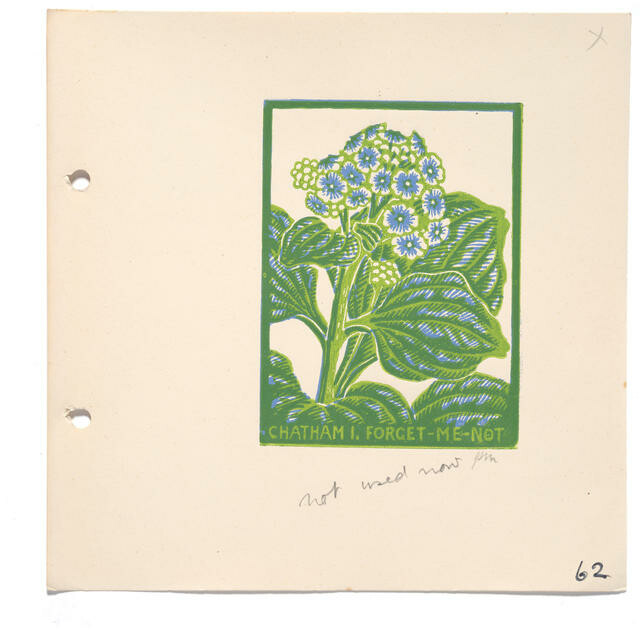 Chatham Island Forget-Me-Not