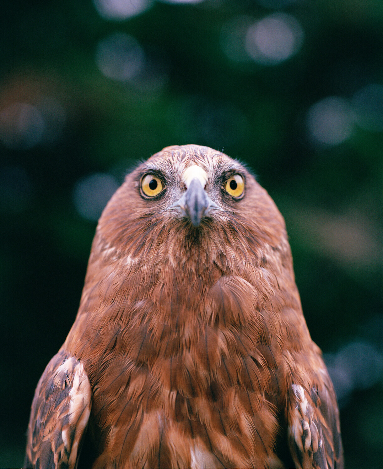 <p>Bird Land: Te Kāhui Manu</p>