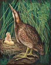 Matuku-hūrepo / Brown Bittern