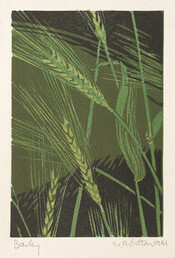 Barley